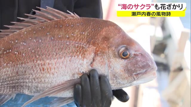 瀬戸内に広がる海のサクラ満開　春の味覚　サクラダイ漁 最盛期　【岡山・笠岡市】