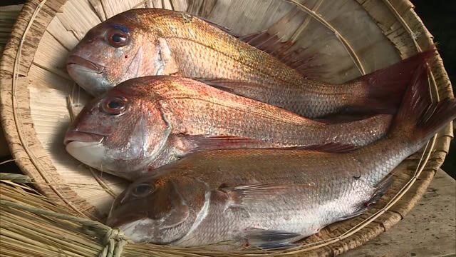 瀬戸内春の風物詩　縁起物の贈答品としても人気 タイの浜焼きづくり始まる【岡山・笠岡市】