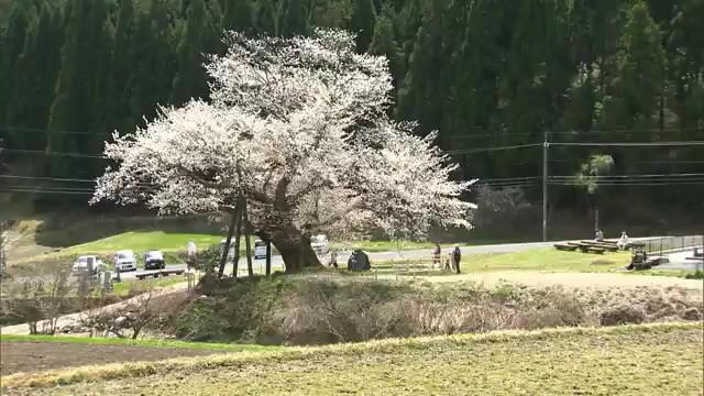 岡山・香川のサクラの名所　ヤマザクラとしては県内最大　尾所の桜【岡山・津山市】