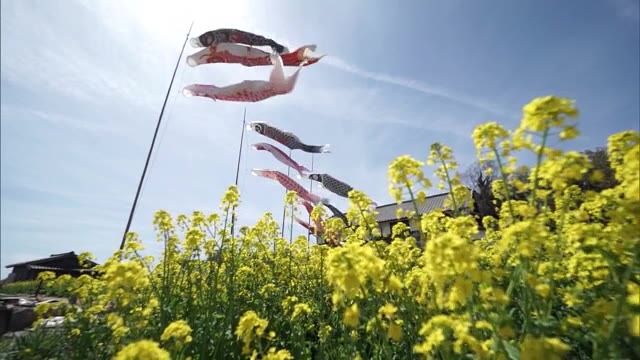 １２匹の鯉のぼりと３万本の菜の花の共演　小豆島の映画ロケ地で春の景色【香川・小豆島町】