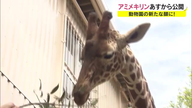 「サンタロウ」デビュー　首を長～くして待っていた動物園の新たな顔　【岡山・岡山市】