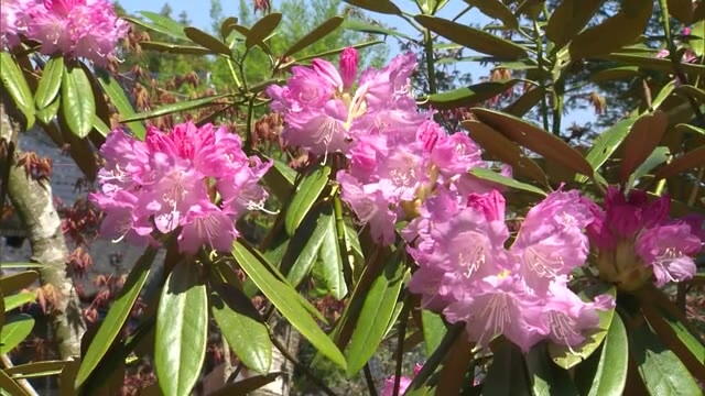 色鮮やかなシャクナゲが境内や周囲を彩る　花の山寺・真庭市の普門寺【岡山・真庭市】