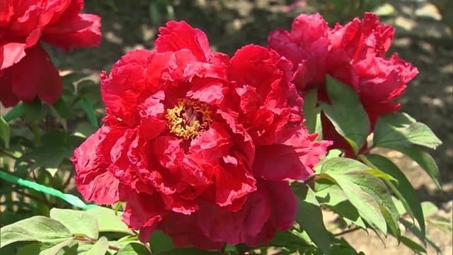 ボタン寺で大輪の花咲き誇る…清眼寺で約１００種類３００株のボタンが見ごろ【岡山・津山市】