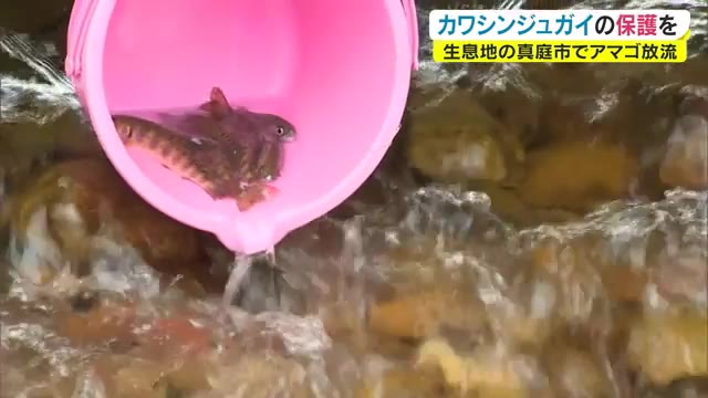 絶滅危惧種に指定されている希少な貝を保護せよ！生息地を守るためアマゴ放流【岡山・真庭市】