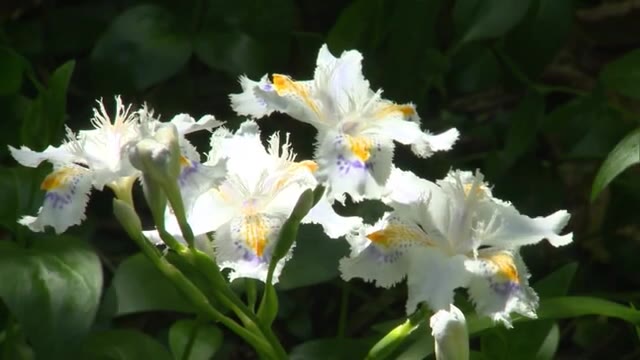 山林の新緑に映える優雅で涼しげな花「シャガ」見ごろ【岡山・美作市】