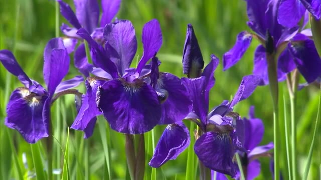 新緑に映える鮮やかな花　津山市の神社で初夏の花「アヤメ」が見ごろ【岡山・津山市】