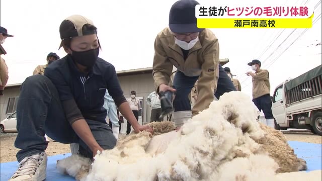 丁寧にカット…すっかり涼やかな姿に　瀬戸南高校で羊の毛刈り体験授業を開催【岡山・岡山市】