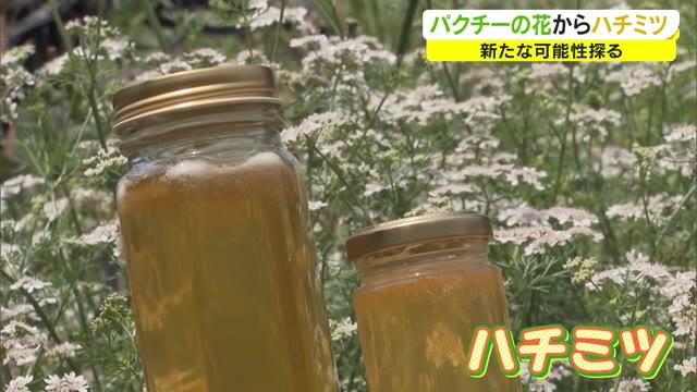 岡山産「パクチー」でハチミツ作りに挑戦！新しい商品開発も　可能性探る【岡山・岡山市】