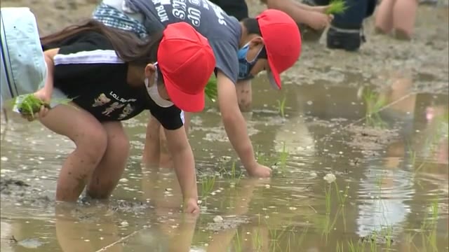 田んぼで苗を手植え…９月の収穫を楽しみに　児童が昔ながらの田植え体験【岡山・津山市】