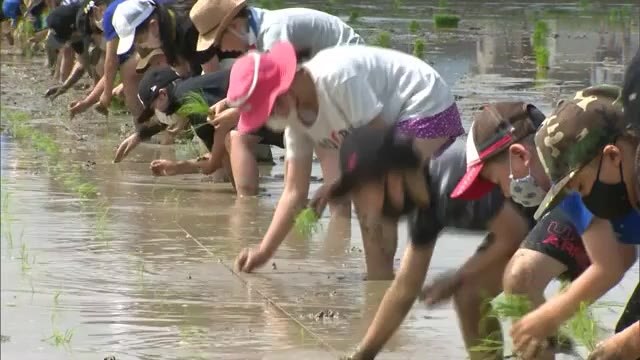 食糧難に苦しむ外国の子供たちにコメを送ろう！　津山市の児童が支援米の田植え【岡山・津山市】