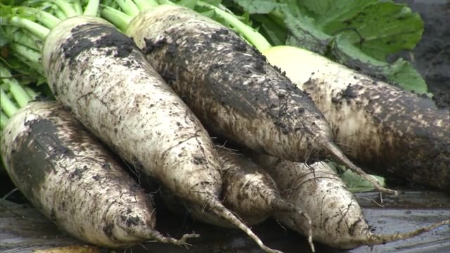 西日本有数の産地「ひるぜん大根」の収穫始まる　高原の涼しい気候ですくすく【岡山・真庭市】