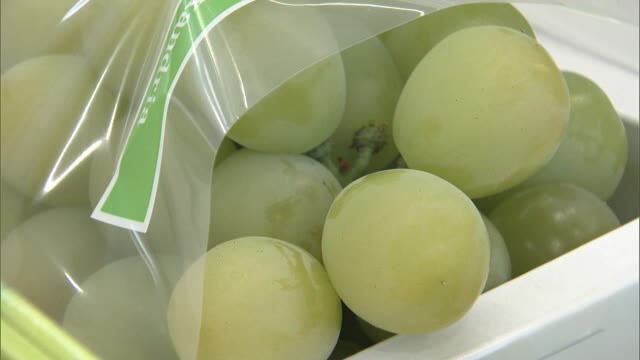 早い梅雨入りの影響を受けるも出来は上々　マスカットオブアレキサンドリア出荷が始まる【岡山・倉敷市】