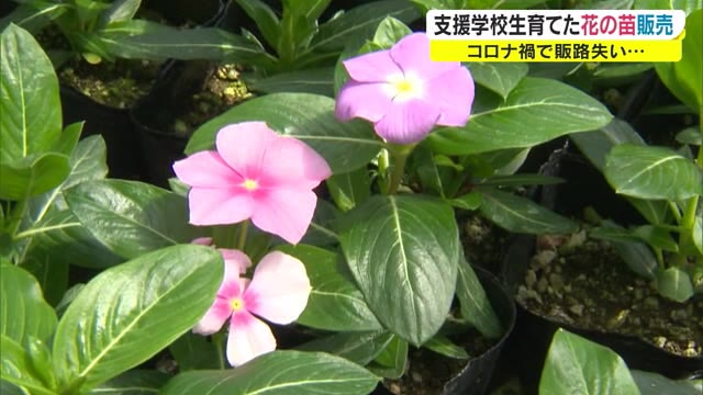 支援学校の生徒が育てた大人気の花　コロナ禍で販路失い急遽学校で販売　【岡山・新見市】