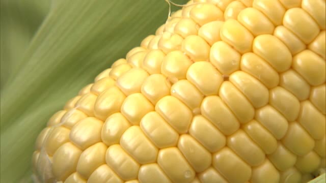 生で食べられる！トウモロコシ収穫始まる　フルーツのような甘さとは？【岡山・総社市】