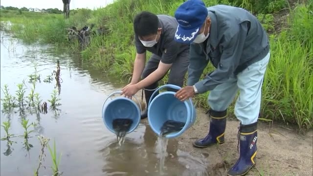 ウナギ漁を楽しんで！３０００匹の幼魚を放流　水産資源の保護へ【岡山】