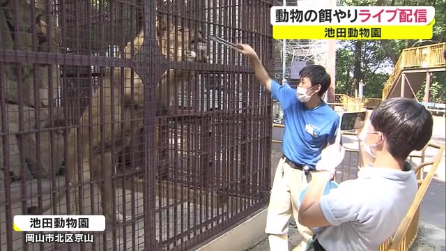 飼育員目線で迫力映像「休園中も動物の様子を見て楽しんで」池田動物園のライブ配信【岡山・岡山市】