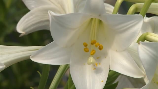 純白の花が咲き競う　コンビナート近くの公園でエラブユリが見ごろ【岡山・倉敷市】
