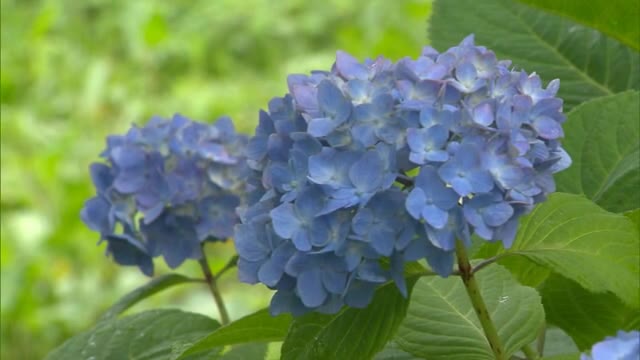 一雨ごとに色づくアジサイ　約３５００株が植えられているアジサイ寺「長法寺」で見頃【岡山・津山市】