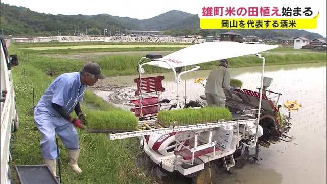 アフターコロナ見据え作付面積コロナ前の水準に　酒米「雄町米」の田植え始まる【岡山・岡山市】