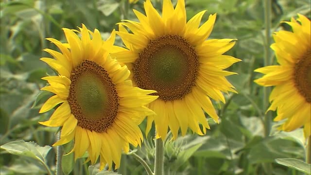 夏本番を前に一面に広がる「黄色いじゅうたん」　高松市で早咲きのヒマワリが見頃【香川・高松市】