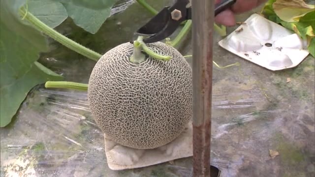 糖度１５度以上　濃厚な味と芳醇な香りが特徴…さぬき市でタカミメロンの収穫始まる　【香川・さぬき市】