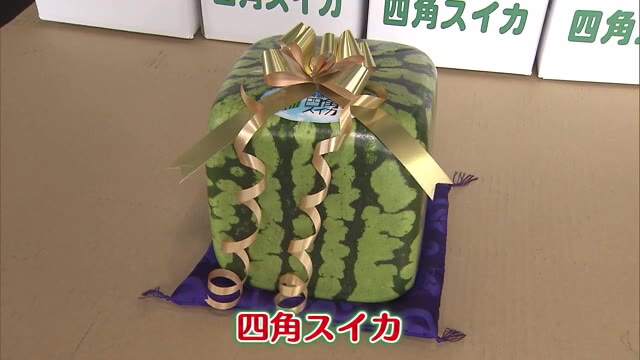 １万５０００円前後で販売　１辺１８センチ善通寺市特産「四角スイカ」　出荷始まる【香川・善通寺市】