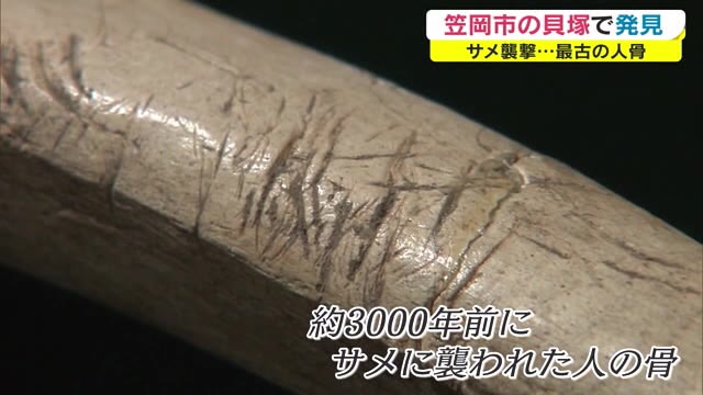 驚きの発表！世界最古記録　サメに襲われた「3000年前の人骨」　笠岡市の貝塚から発掘【岡山・笠岡市】