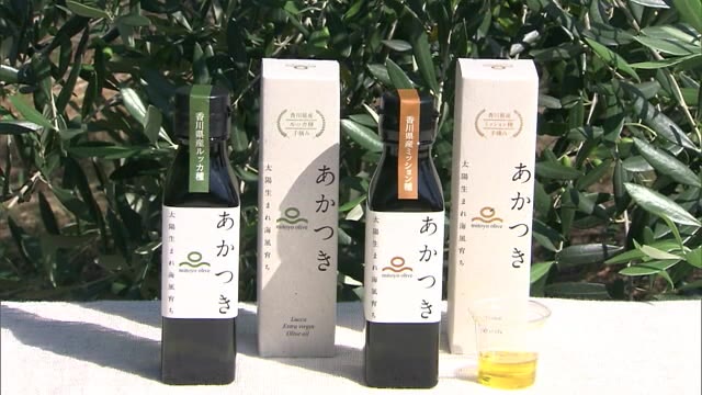 小豆島超え？「三豊市のオリーブオイル」日本一に　ミカン畑はオリーブ栽培にもマッチ　【香川・三豊市】