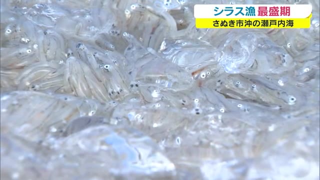 生・かまあげ・ちりめん…楽しみ方は色々　さぬき市で「シラス漁」が最盛期　【香川・さぬき市】