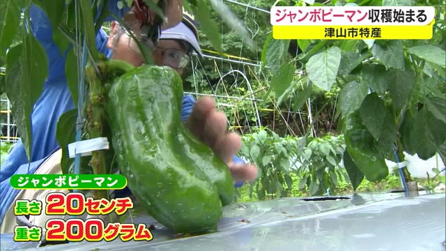 ２０cm・２００グラム…一般的なサイズの５倍！津山市で「ジャンピー」の収穫始まる【岡山・津山市】