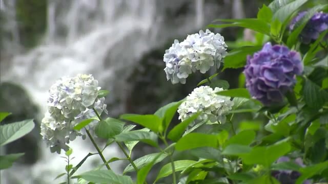 “滝とアジサイの共演”　津山市の小滝　周囲には紫色を中心にアジサイが色づく　【岡山・津山市】