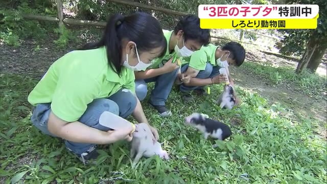 リアル“３匹の子ブタ”登場　ブタチームと一緒にデビューに向け猛特訓中【香川・東かがわ市】