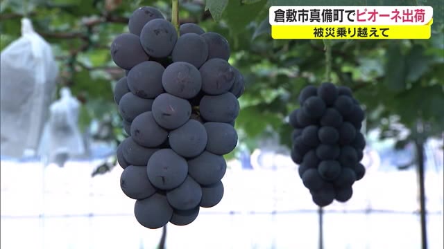 全滅からの復興　西日本豪雨後に植えたピオーネ初出荷　真備のブドウ農家【岡山・倉敷市】