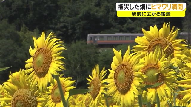 被災した畑が…“映えスポット”に！　一面黄色のじゅうたん「ヒマワリ」見ごろ　【岡山】