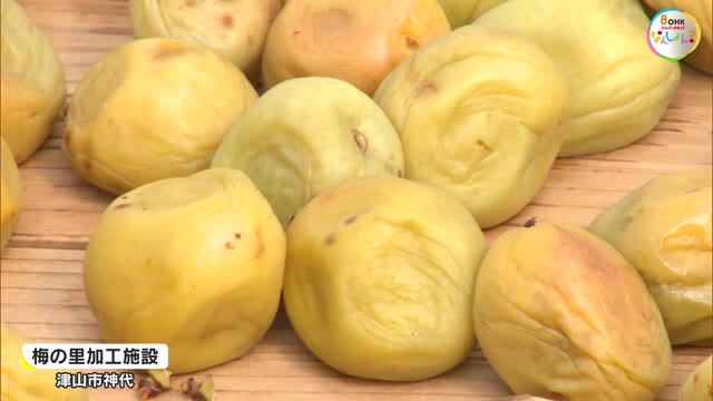 三日三晩かけ乾燥　旨味を出す大切な作業「梅の天日干し」はじまる　９月中旬から販売【岡山・津山市】