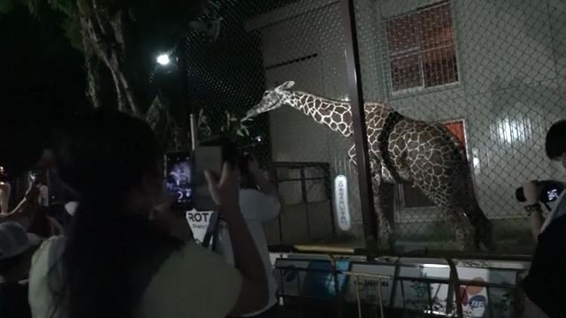 昼とは一味違った雰囲気！池田動物園ナイトＺＯＯ【岡山・岡山市】