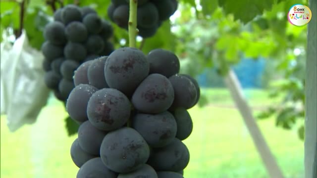 フルーツ王国　長雨の影響なく糖度色づき上々！ニューピオーネ収穫始まる【岡山・津山市】