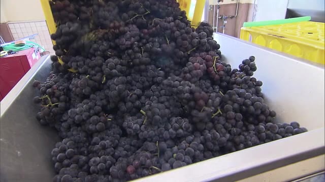 香りの良いワインを…長雨を避け収穫前倒し　ワインの仕込み始まる【岡山・赤磐市】