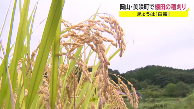 “日本の棚田百選” 美咲町大垪和西地区の田んぼで「黄金色のアキタコマチ」の収穫始まる【岡山・美咲町】