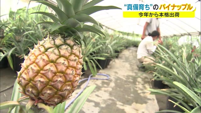 果物王国に新たな特産品が誕生か　全国的にも非常に希少　南国フルーツに挑戦【岡山・倉敷市】