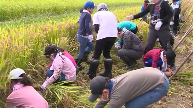 飢えに苦しむ外国の子供たちに食べてもらおう　児童が「支援米」の稲刈り【岡山・津山市】