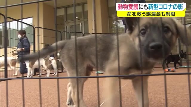 イヌの殺処分数「ワースト」の香川県　コロナ禍で”ある危機”に直面…【香川】