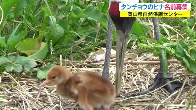 岡山県自然保護センター「タンチョウのヒナの名前」募集　締め切り→１０月３１日必着【岡山・和気町】