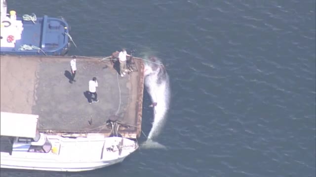 「８０数年生きているけど初めて…」体長１０メートルのクジラの死骸…水島港で見つかる　【岡山・倉敷市】