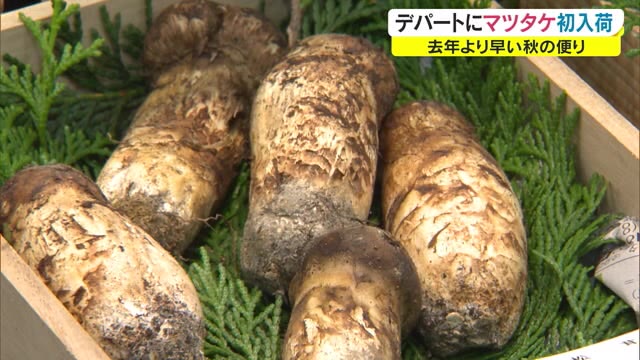 お値段は… “秋の味覚の王様”  岡山県産マツタケが初入荷  「高級な味わいを…」【岡山・岡山市】