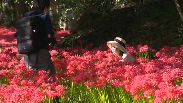 岸辺を染める“真っ赤なヒガンバナ”…県有数の群生地「川東公園」で満開　県北の秋　【岡山・真庭市】