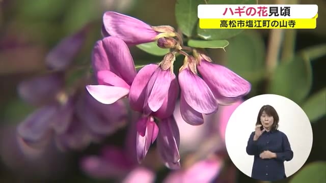 山門をくぐり抜けると紫や白の可憐な花が出迎え…最明寺で秋の七草“ハギの花”見頃【香川・高松市】