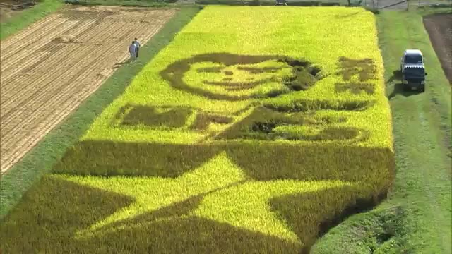時間よ止まれ…生きる伝説“YAZAWA”がテーマ　期間限定田んぼアート 16日まで【岡山・美作市】