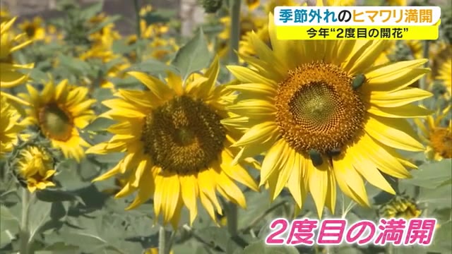 満開→種採取→耕した畑で…また「満開」 季節外れのヒマワリ見頃 秋の花との競演も【岡山・瀬戸内市】