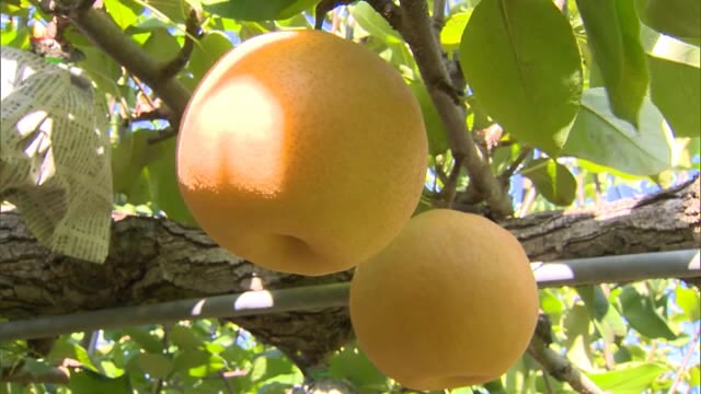 超ジャンボ！重さはナント“１キロ”前後に　新高梨の収穫始まる【岡山・津山市】